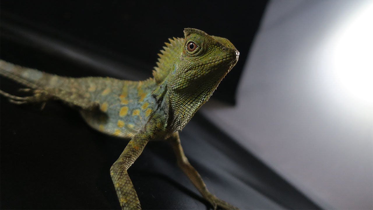 Meet Irwin!