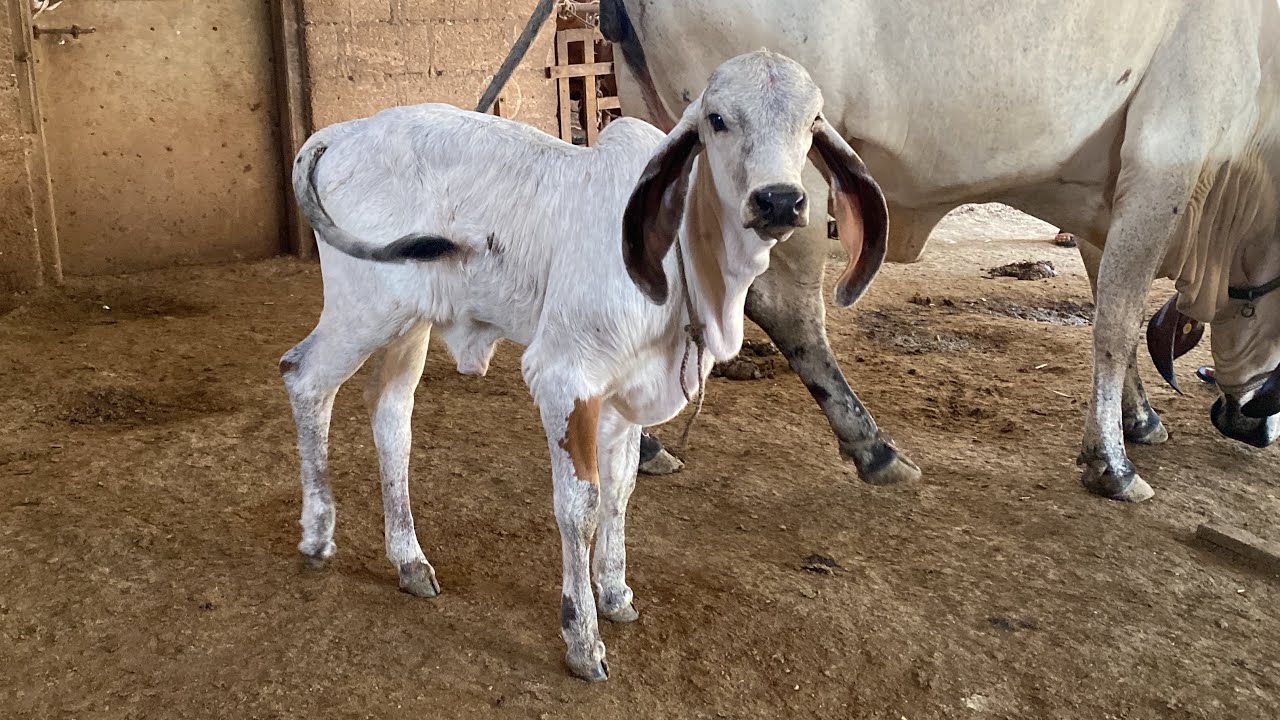 History of shree Hari gir gaushala Maliya Hatina Gujrat best gir bull Madhav and Raghu