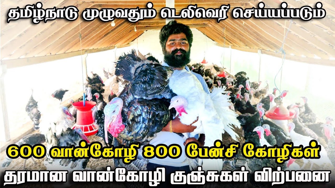 லாபகரமான வான்கோழி வளர்ப்பு | 800 பேன்சி கோழிகள் | Turkey Chicken Farming | Iyarkai Annai