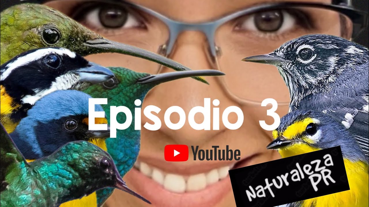 Episodio 3 — 19 Aves endémicas de Puerto Rico