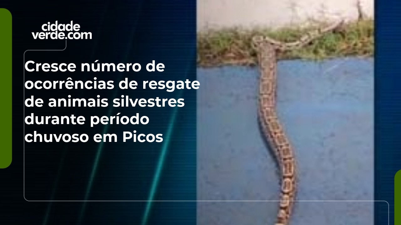 Cresce número de ocorrências de resgate de animais silvestres durante período chuvoso em Picos