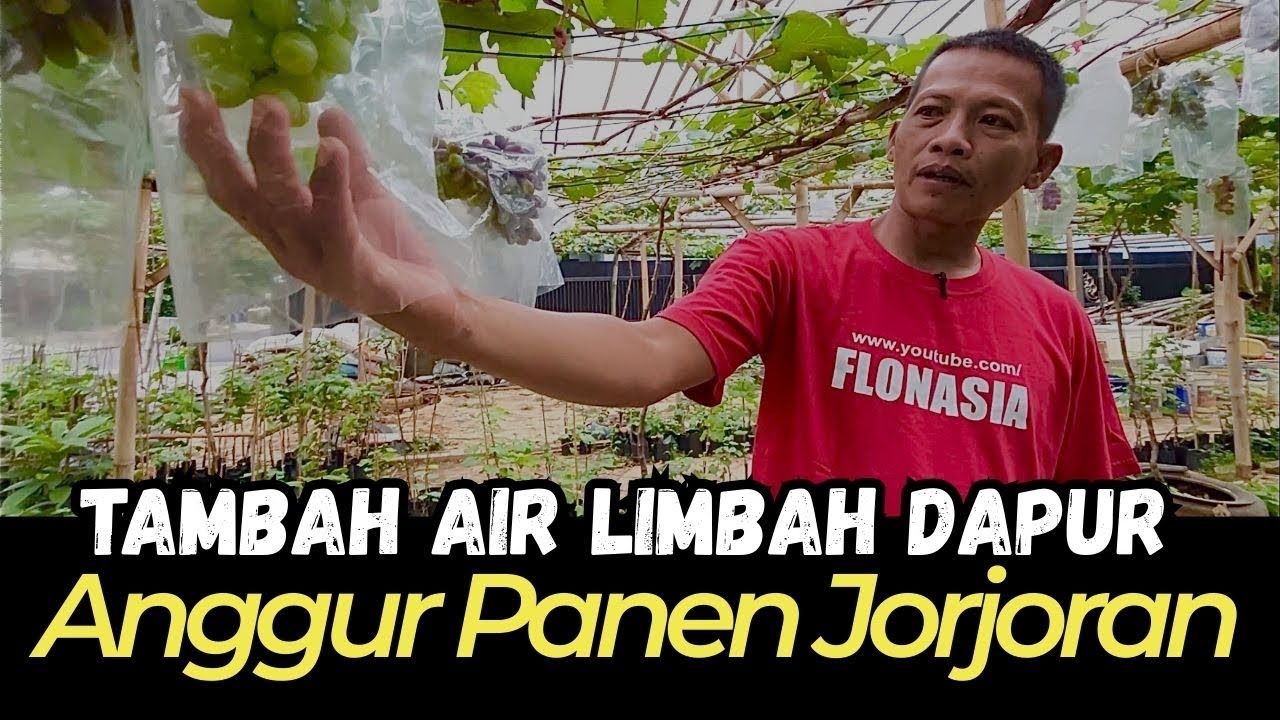 Rendaman Ajaib dari Dapur, Bikin Anggur Makin Beringas