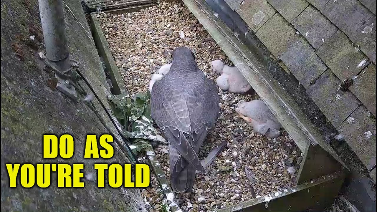 Do As You're Told  - The St Albans Peregrine Falcons 2025
