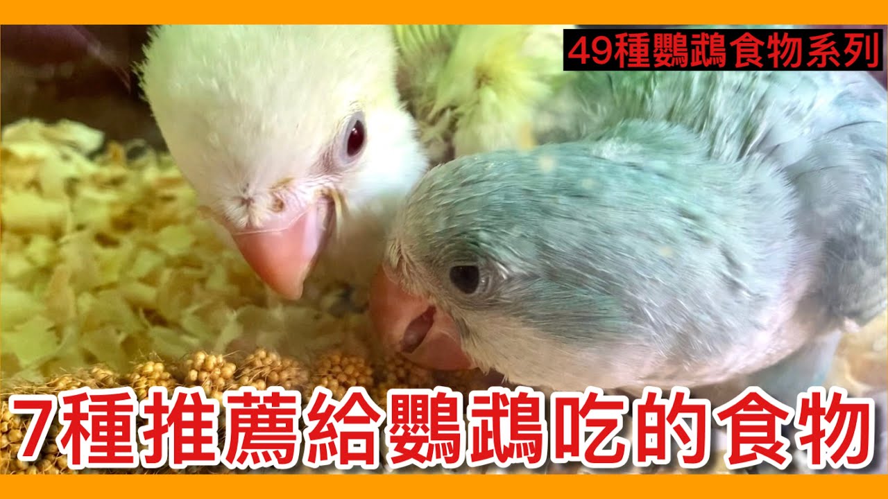推！7種推薦鸚鵡吃的重要食物？這種「鸚鵡零食」也很有營養！【鸚鵡小木屋】【49種鸚鵡食物系列EP1】