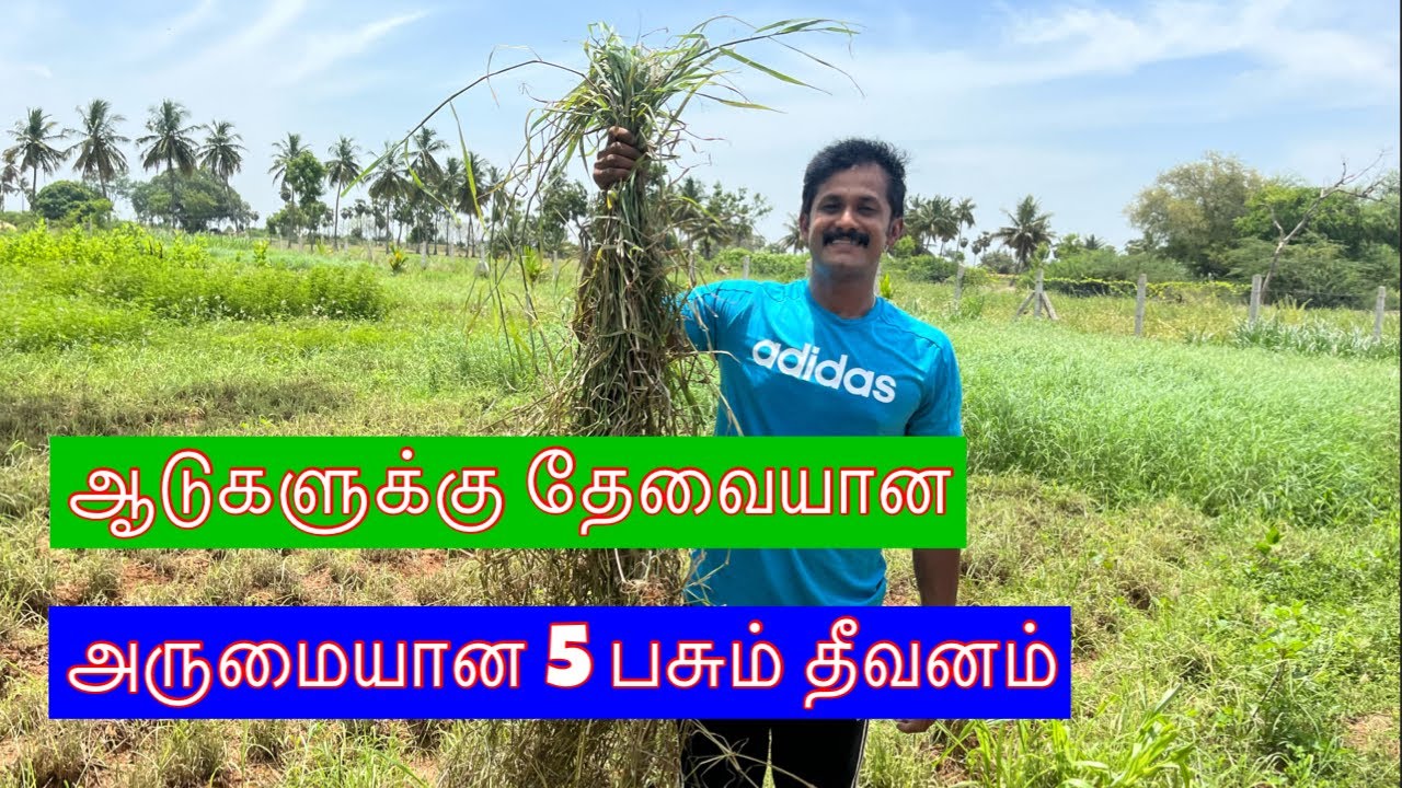 ஆட்டுக்கு இத்தனை வகை தீவனமா? Sivam farms #Thanjavur , தீவன உற்பத்தி ஒரு visit | #goatfarm #goat