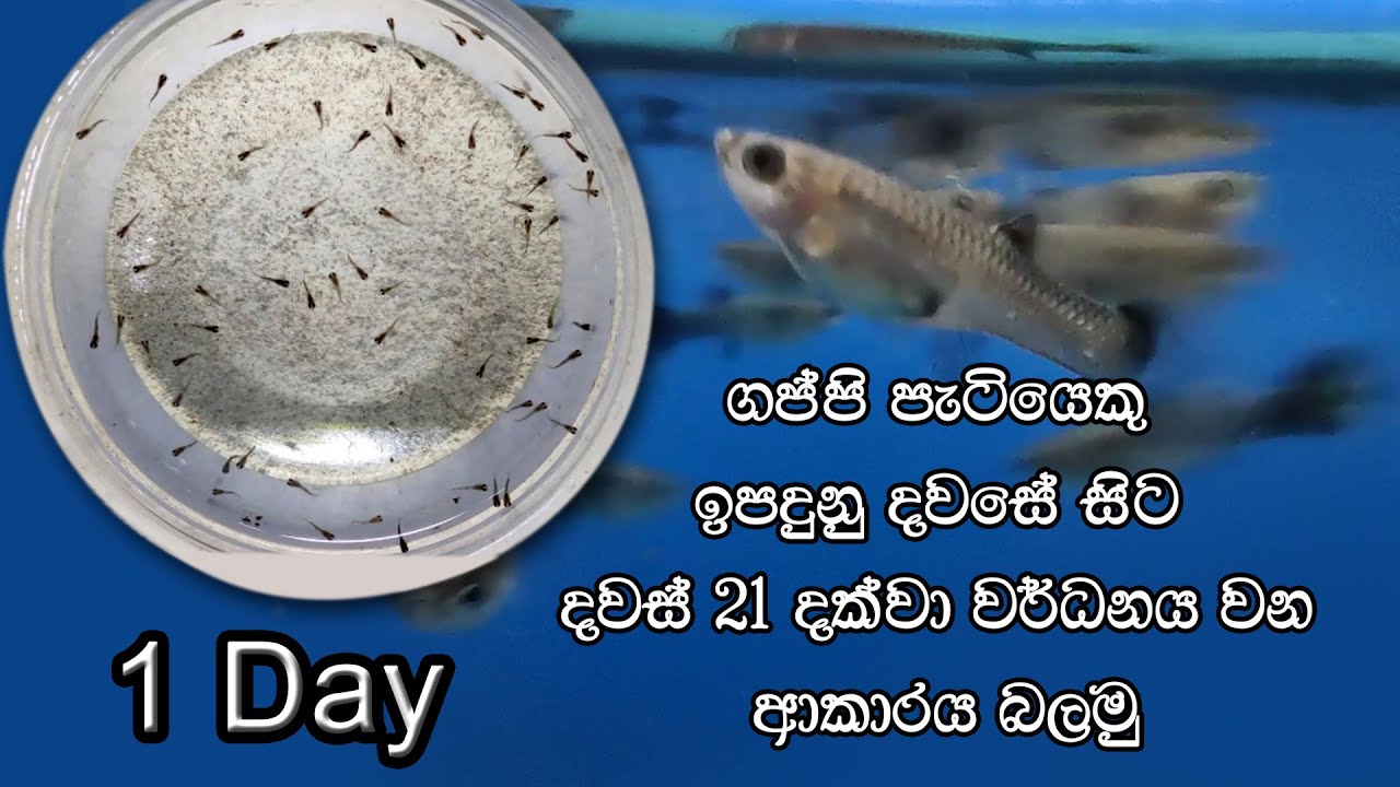 Let's see how a Guppy grows from birth to 21 days  (Day 1)