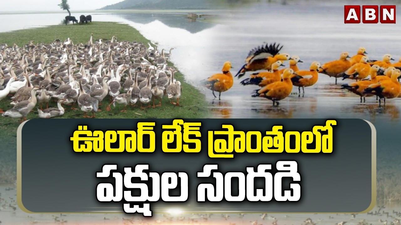 ఊలార్ లేక్ ప్రాంతంలో పక్షుల సందడి | Birds At Wular Lake | ABN Telugu