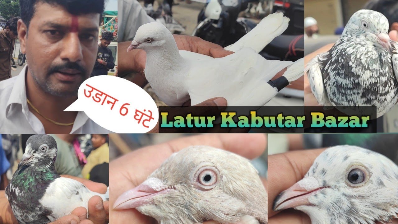 Kabutar Bazar Latur 😎🔥