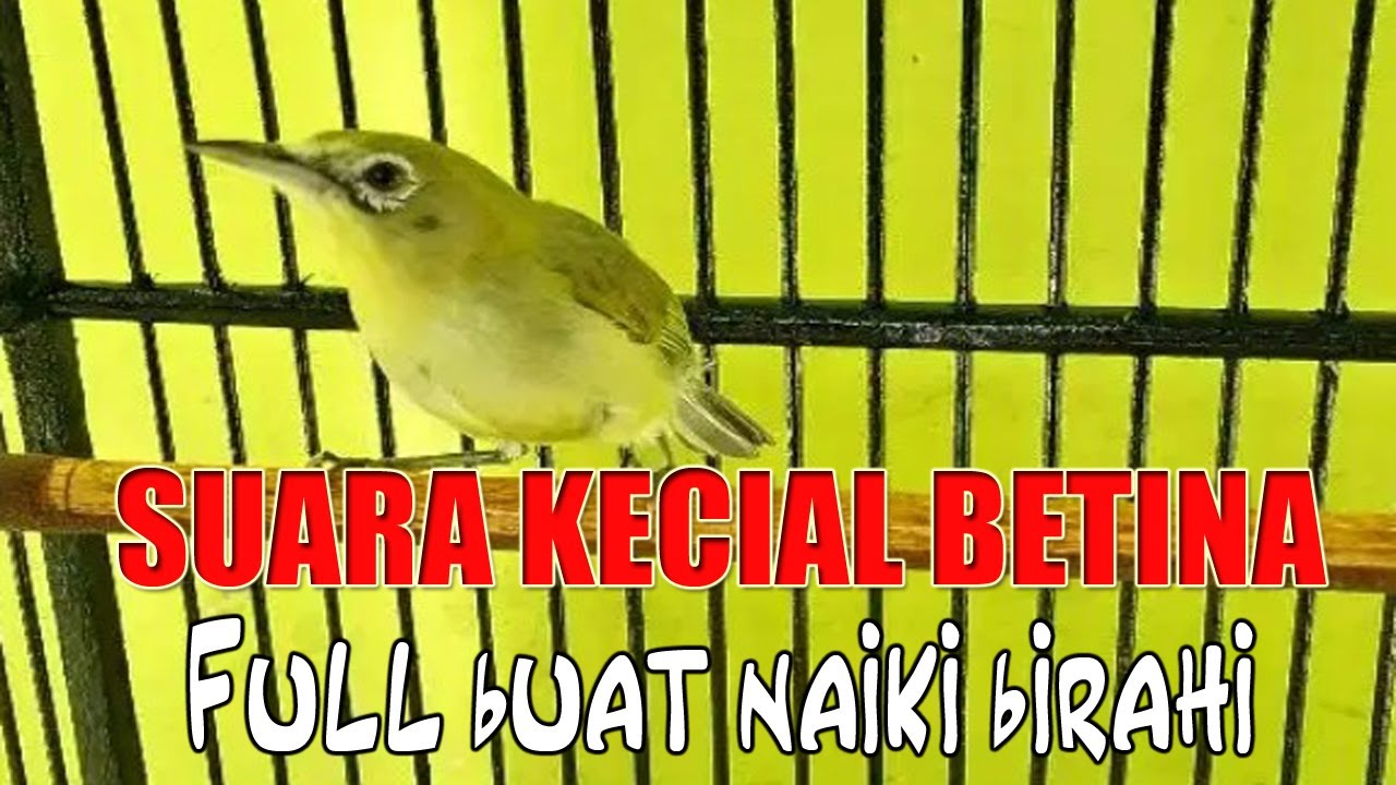 KECIAL BETINA RANGSANG JANTAN - MEDIA KICAU LOMBOK