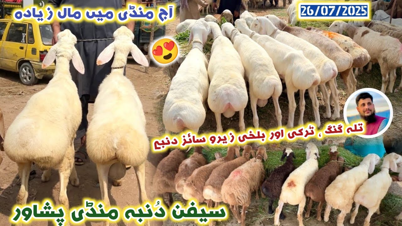 Saifan Zero Size Dumba Mandi Peshawar | Turkey Balkhi & Talagang Sheep 2026 Qurbani Price |Izhar