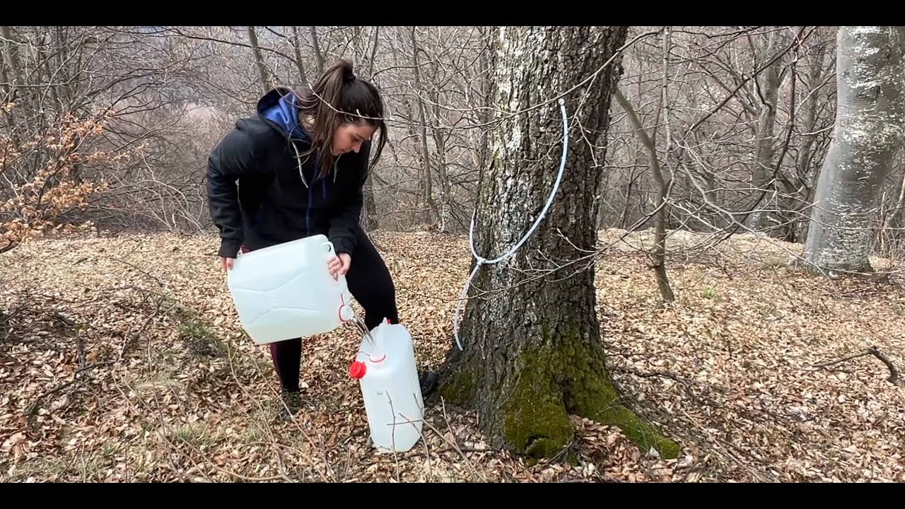 Linfa di betulla: azienda biologica in Piemonte