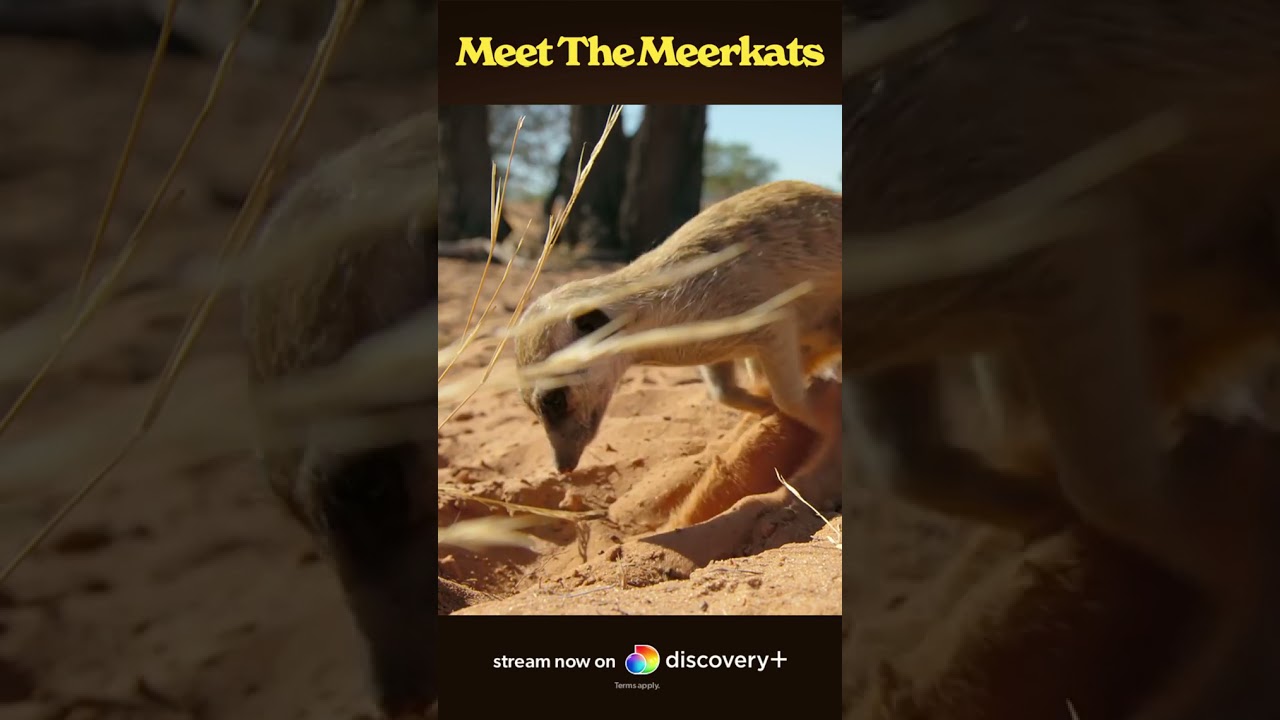 Scorpion hunting is an art from for meerkats