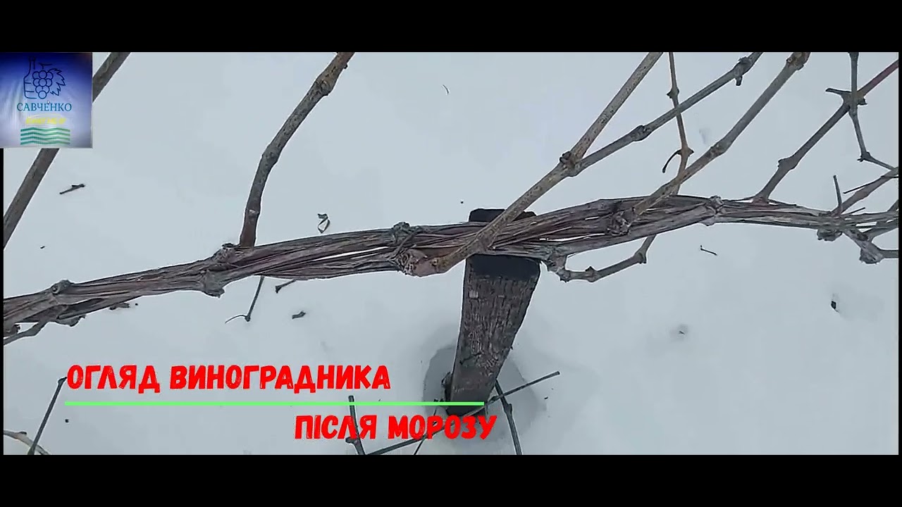 Чи збереглася лоза при -25°С
