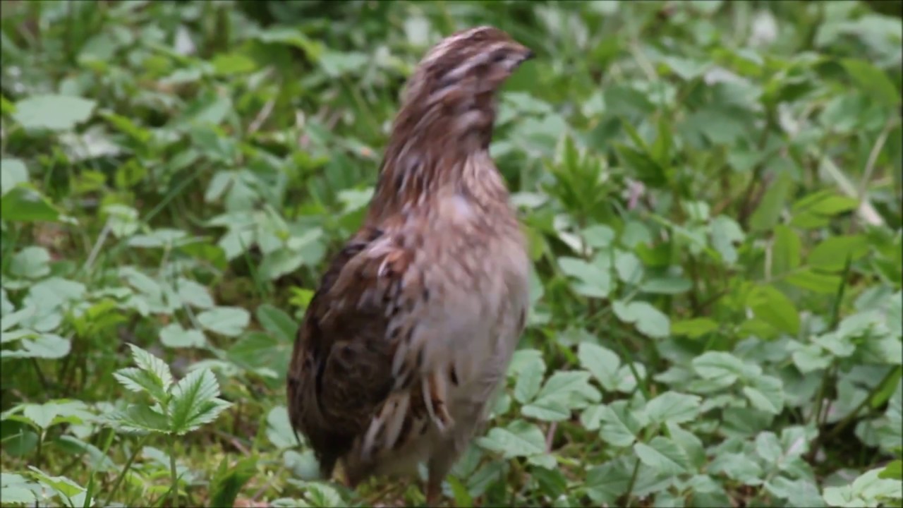 Wachtelschlag - Balzruf der Europ&auml;ischen Wachtel im Wildpark-MV