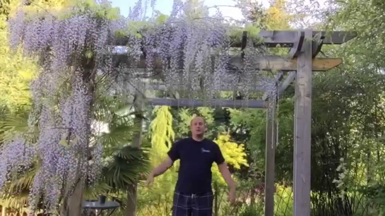 ВЫРАЩИВАНИЕ ГЛИЦИНИИ ИЗ СЕМЯН / КАК ПОСАДИТЬ ГЛИЦИНИЮ
