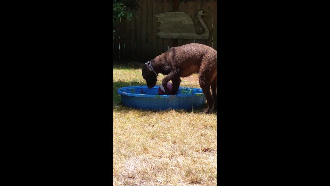 Chaco's Dogged Determination