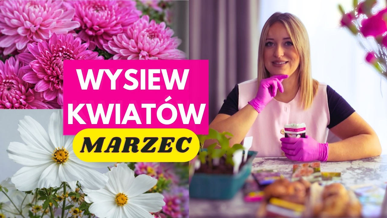 🌼 Wysiew kwiatów: kosmosy, astry, zatrwiany + sadzenie mieczyków, frezji.