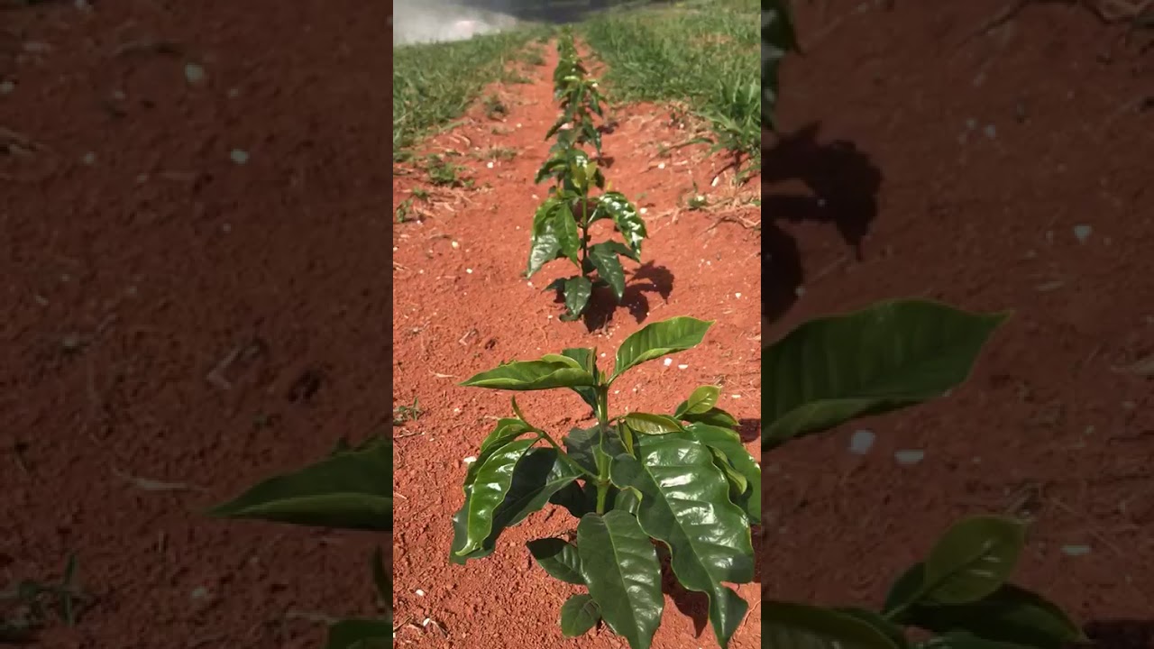 CATUCAÍ 2SL COM 50 DIAS DE PLANTIO