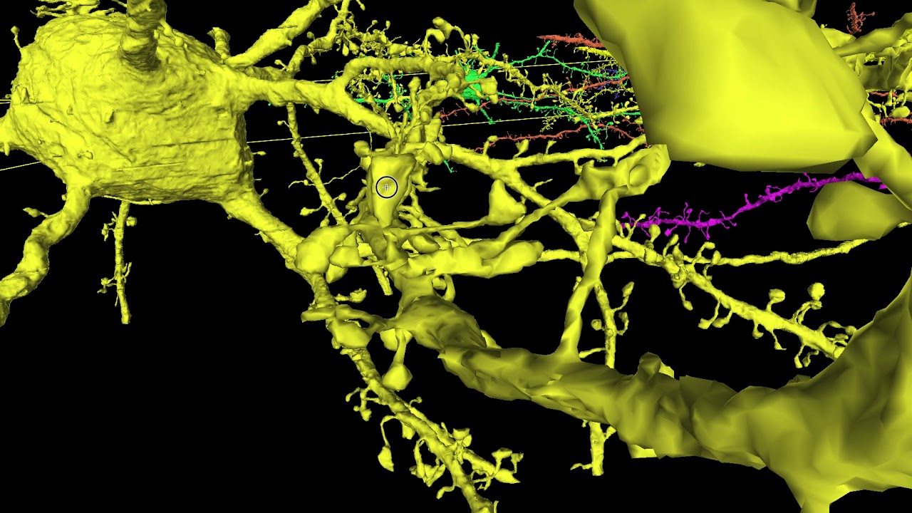 Cortical Neuron Merger Examples