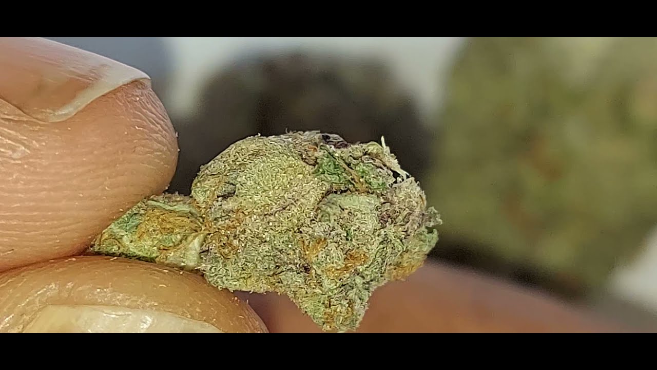 Sunset Sherbert by Gage S2.E10.