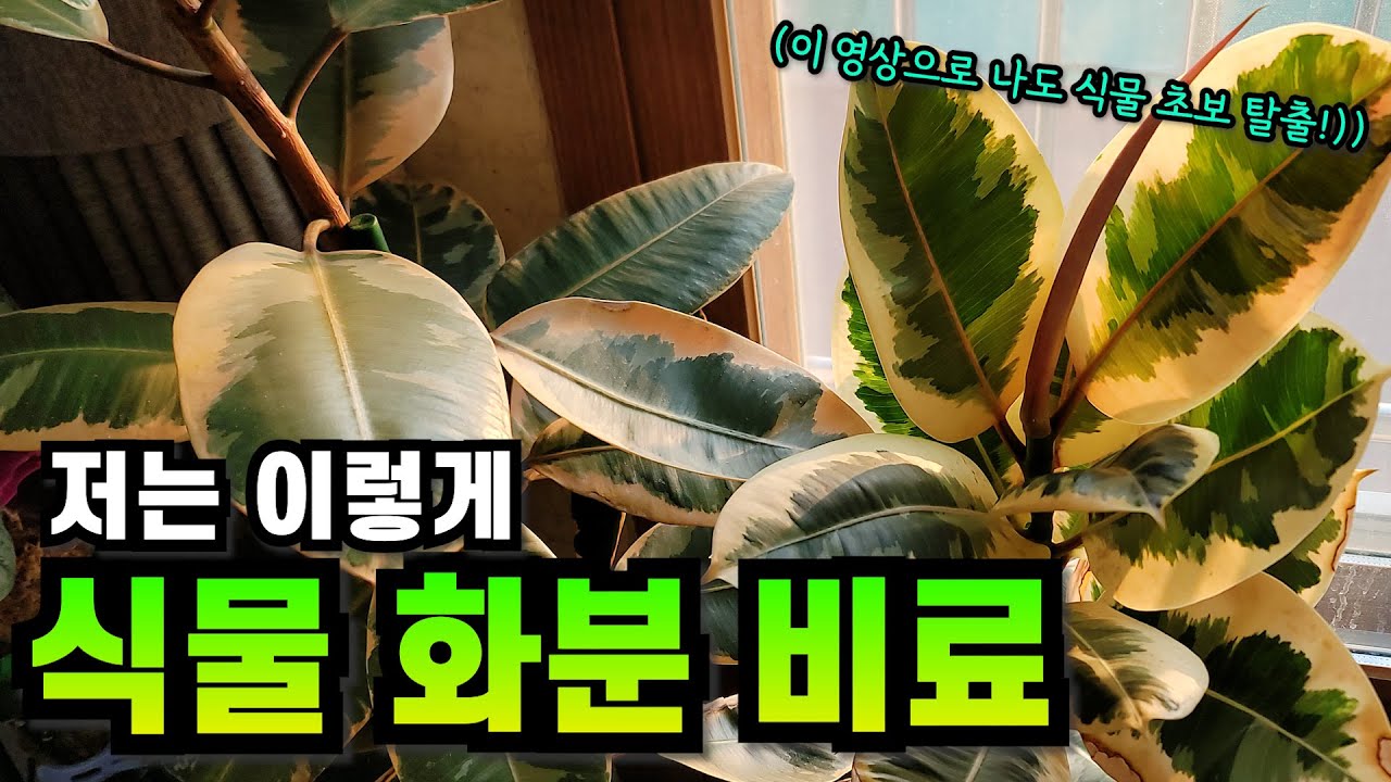실내 식물 화분 비료 주기 영상 찾다 지쳐서 그냥 내가 만든 영상