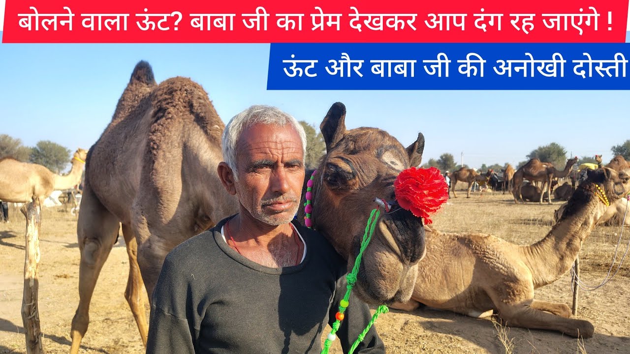 बोलने वाला ऊंट? बाबा जी का प्रेम देखकर आप दंग रह जाएंगे Nagaur pashu mela 2026 नागौर पशु मेला 2026 