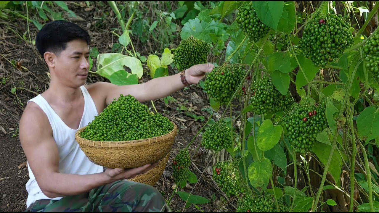 Wild eggplant- rustic mountain flavor, a delicious dish only found in nature.