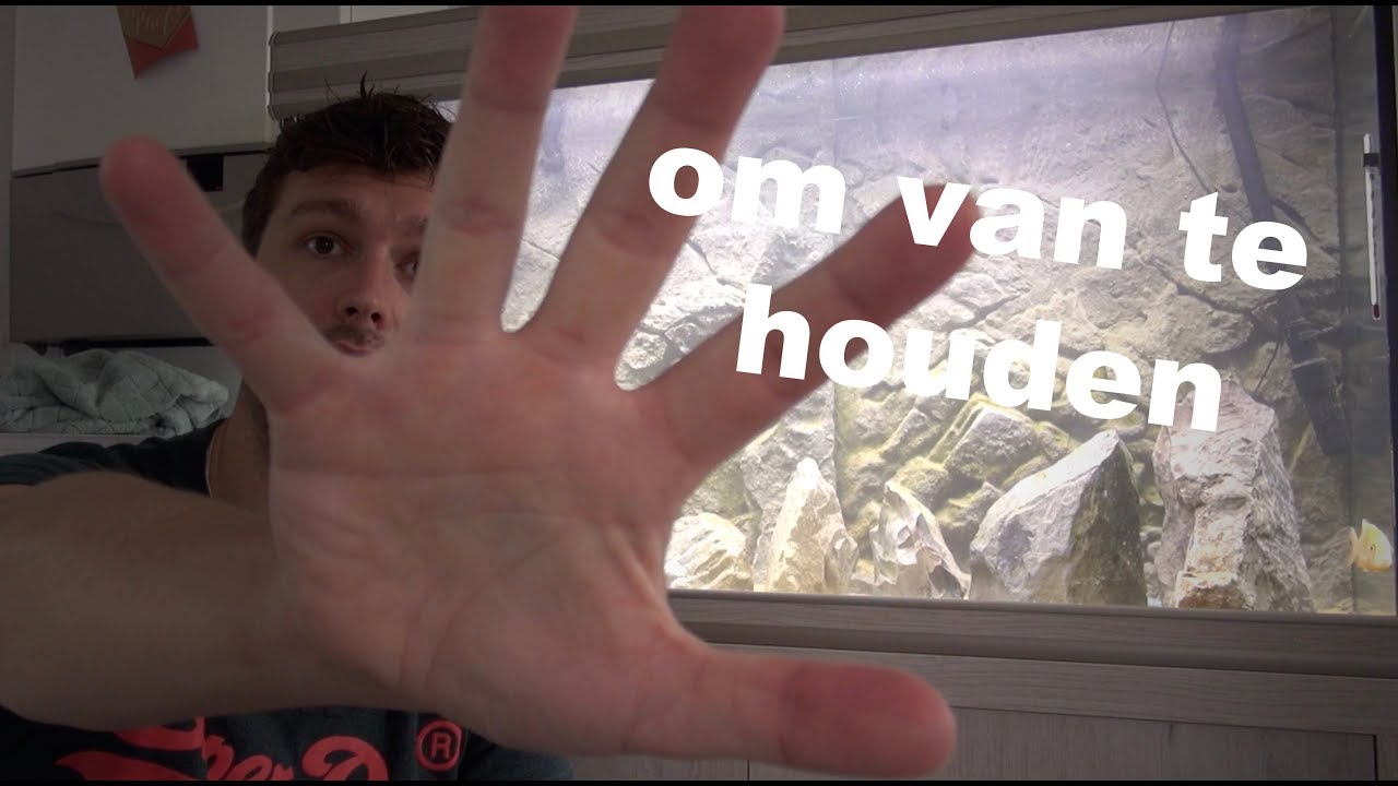 top 5 gezelschaps cichliden! Cichliden die vriendelijk, makkelijk en leuk zijn! #41