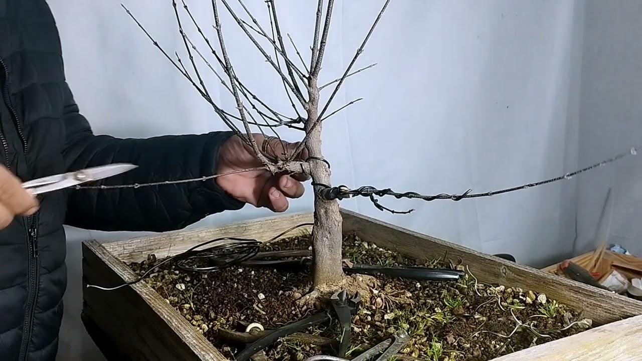 Hoy toca retocar el acer burgeriano en cajón de cultivo y algún palmatum