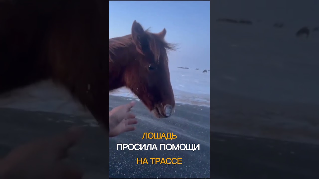 Лошадь просила о помощи, суровый климат Казахстана и добрые люди - The horse asked for help