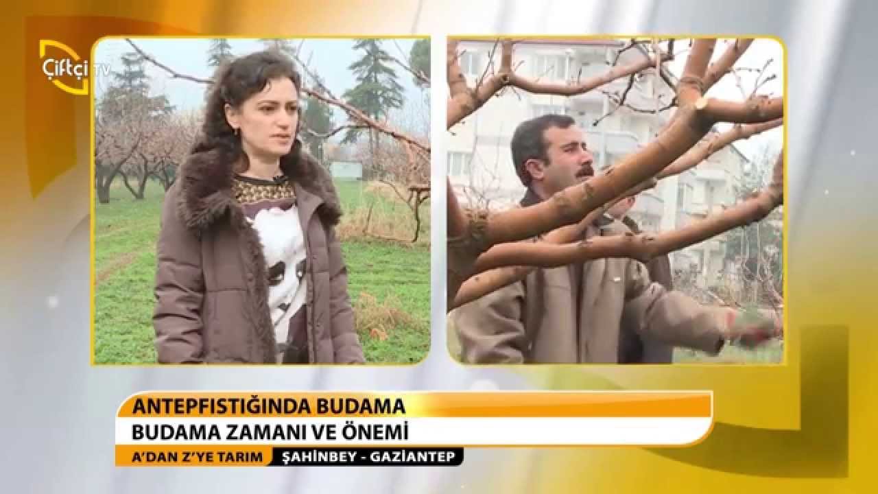 A'DAN Z'YE TARIM - ANTEPFISTIĞINDA BUDAMA