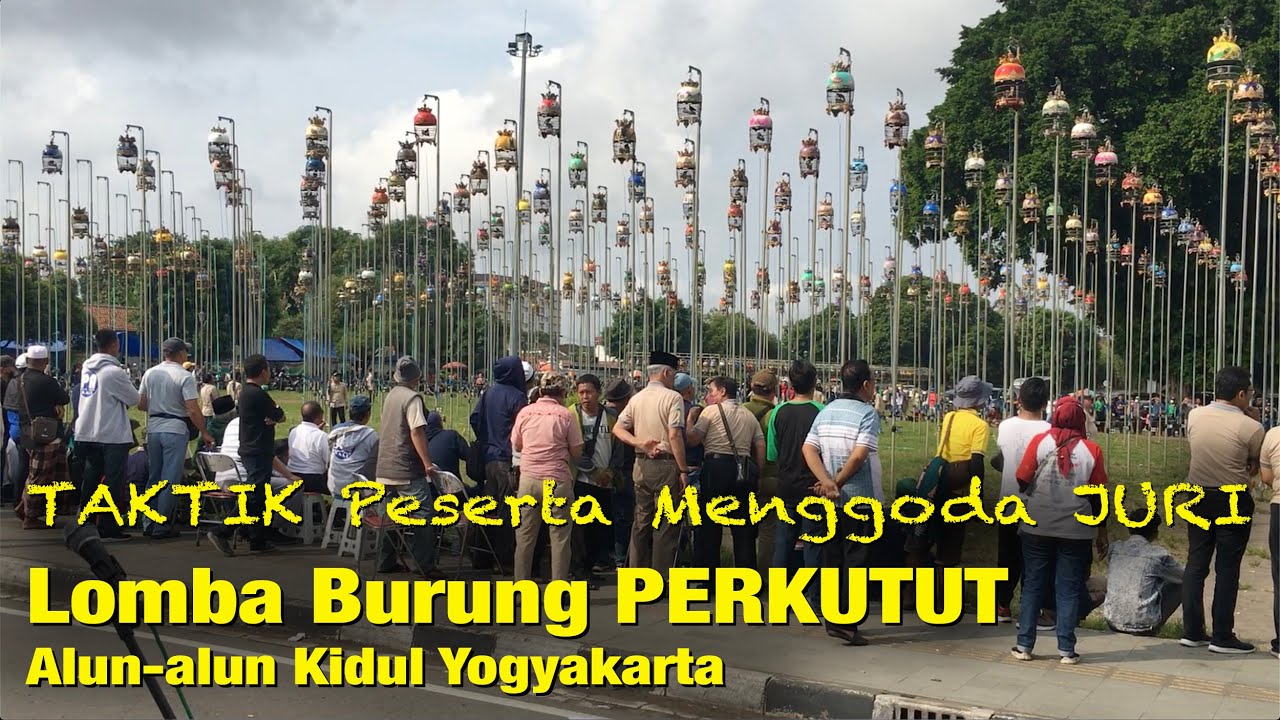 Lomba Burung PERKUTUT Perdana, Peserta Teriak2 Menggoda Juri #wibikembara #jogjaistimewa #perkutut
