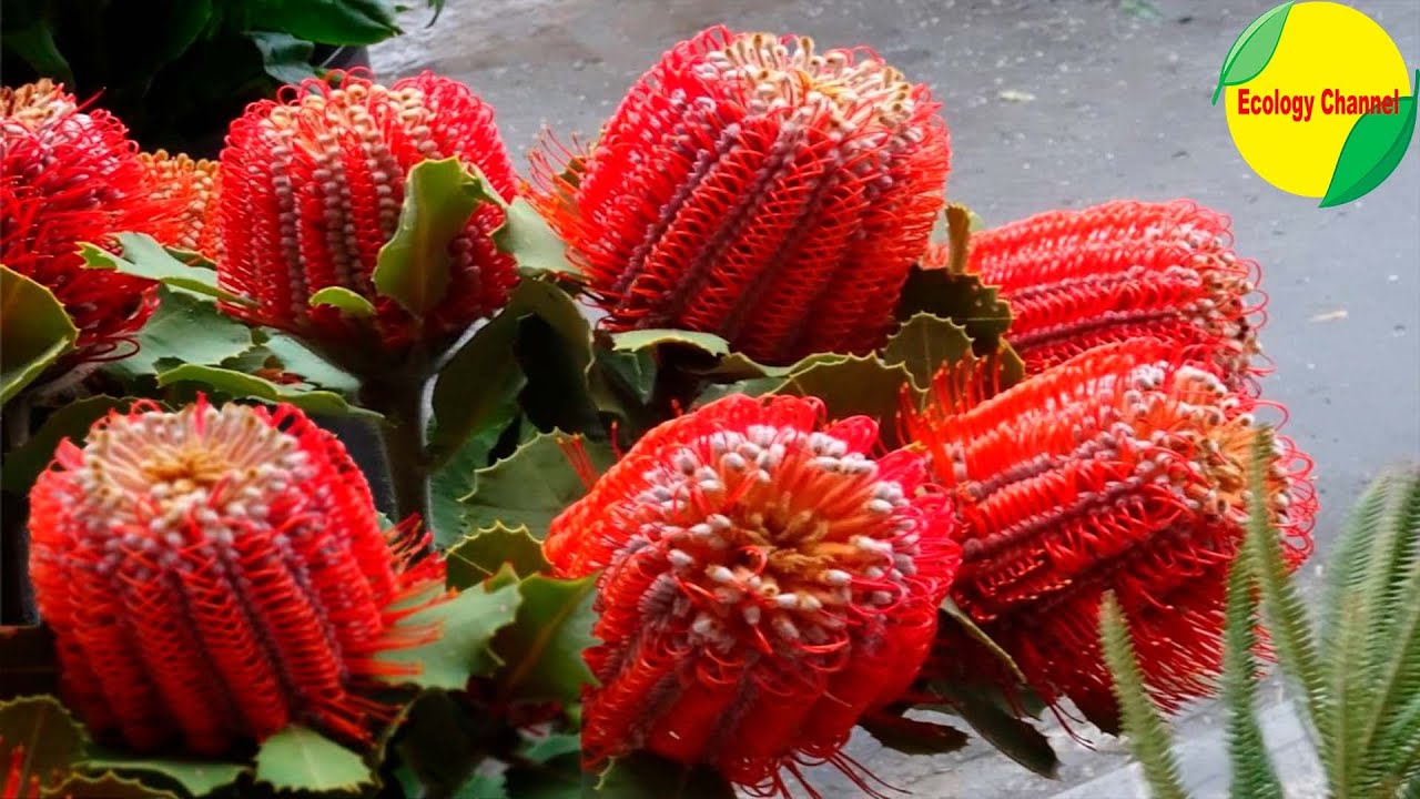 10 variedades de plantas nativas Banksia
