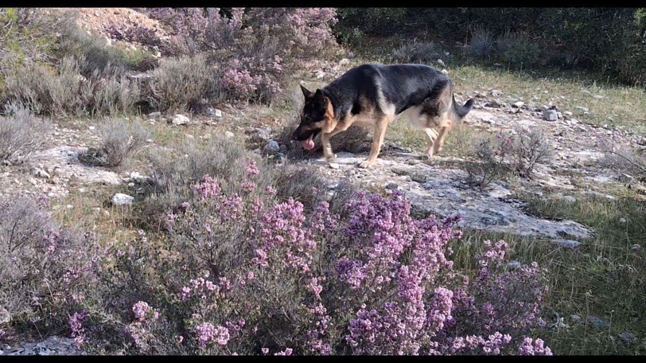 ΤΟ ΡΕΙΚΙ ΣΤΗΝ ΑΤΤΙΚΗ