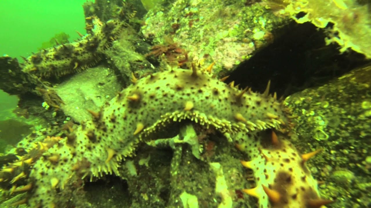 Sea Cucumber Diving, Ketchikan AK 2013