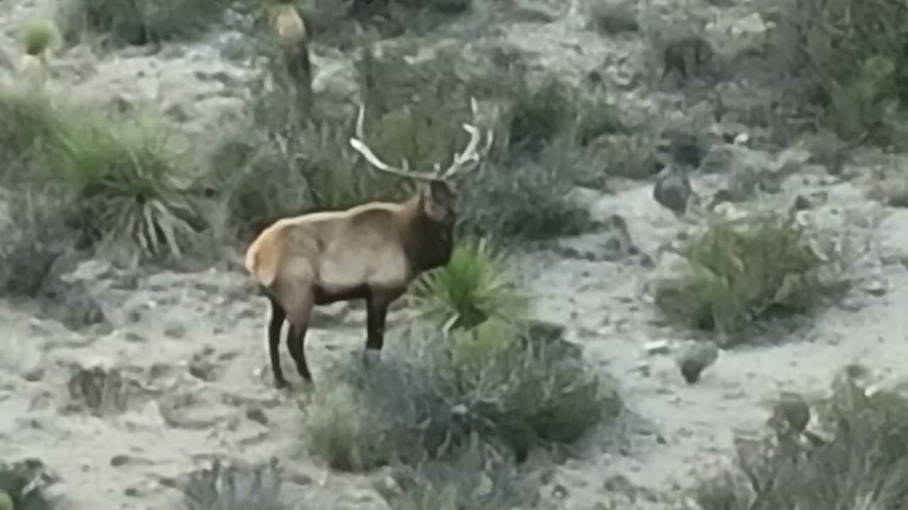 West Texas Bull Elk Eating Sotol (dasylirion texanum)