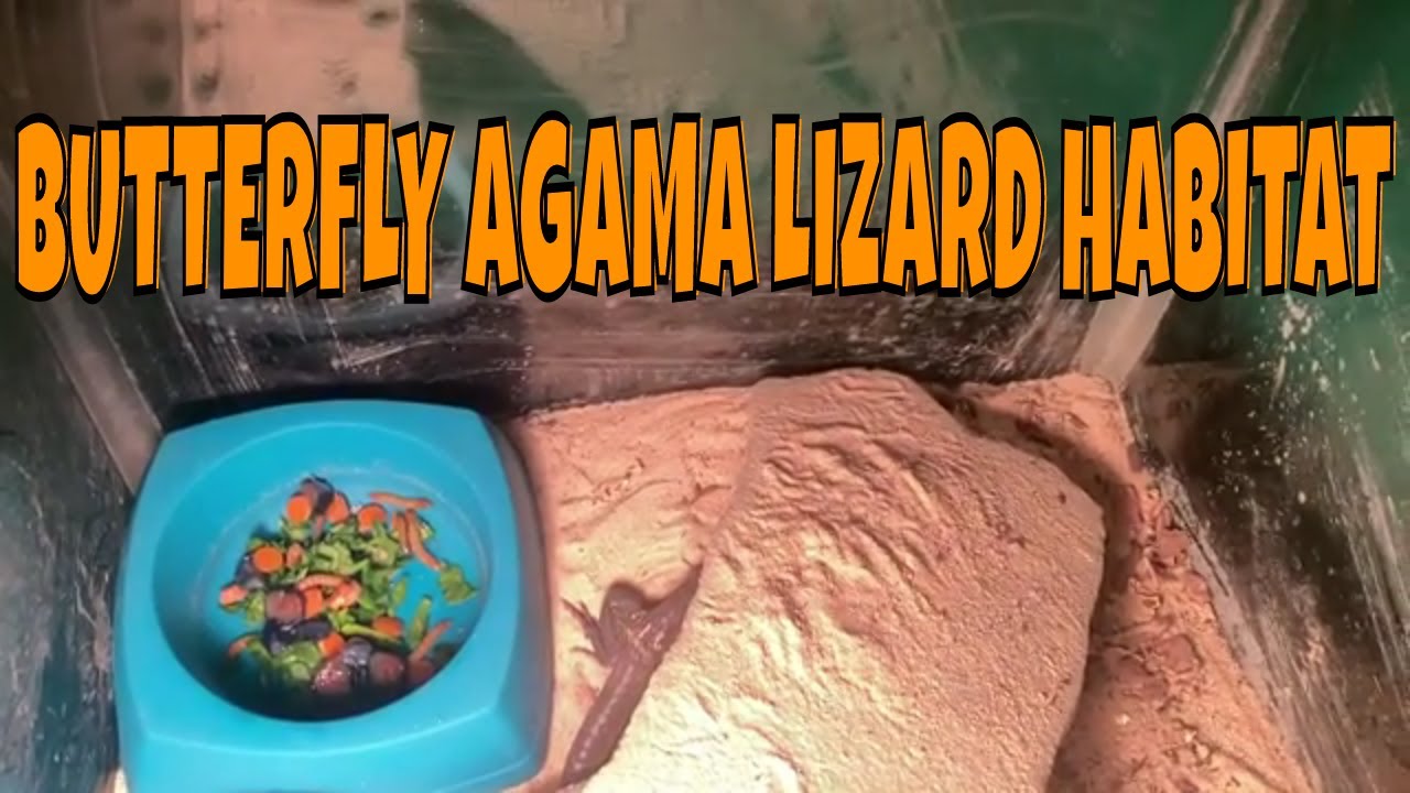 BUTTERFLY AGAMA LIZARD HABITAT