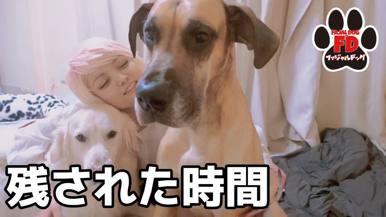 【超大型犬】最期まで一緒に…ママの覚悟。