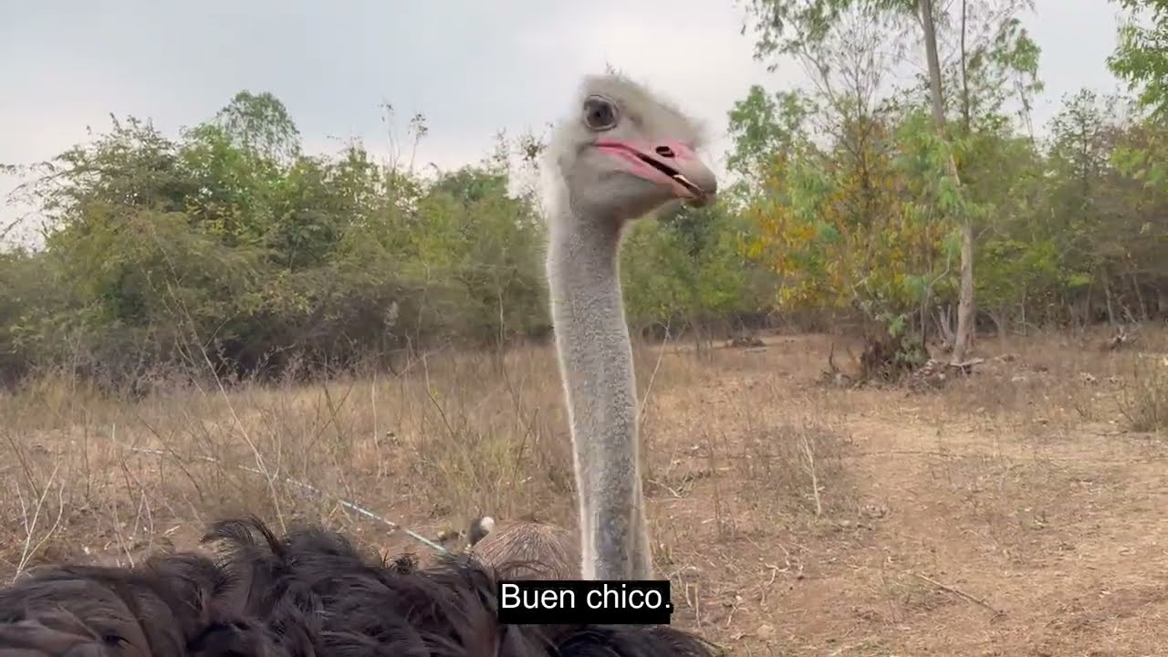 Crazy Ostrich!