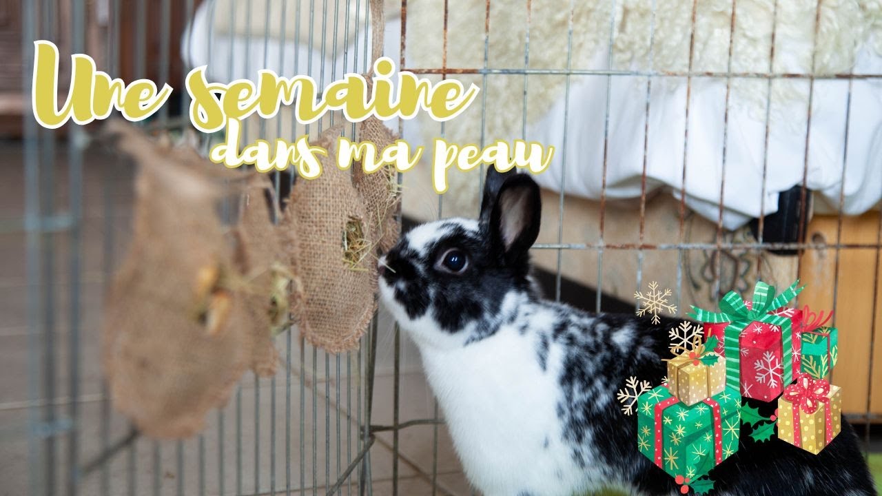 Une semaine dans ma peau: sauvetage d'un lapin, mon bébé cochon, commandes...