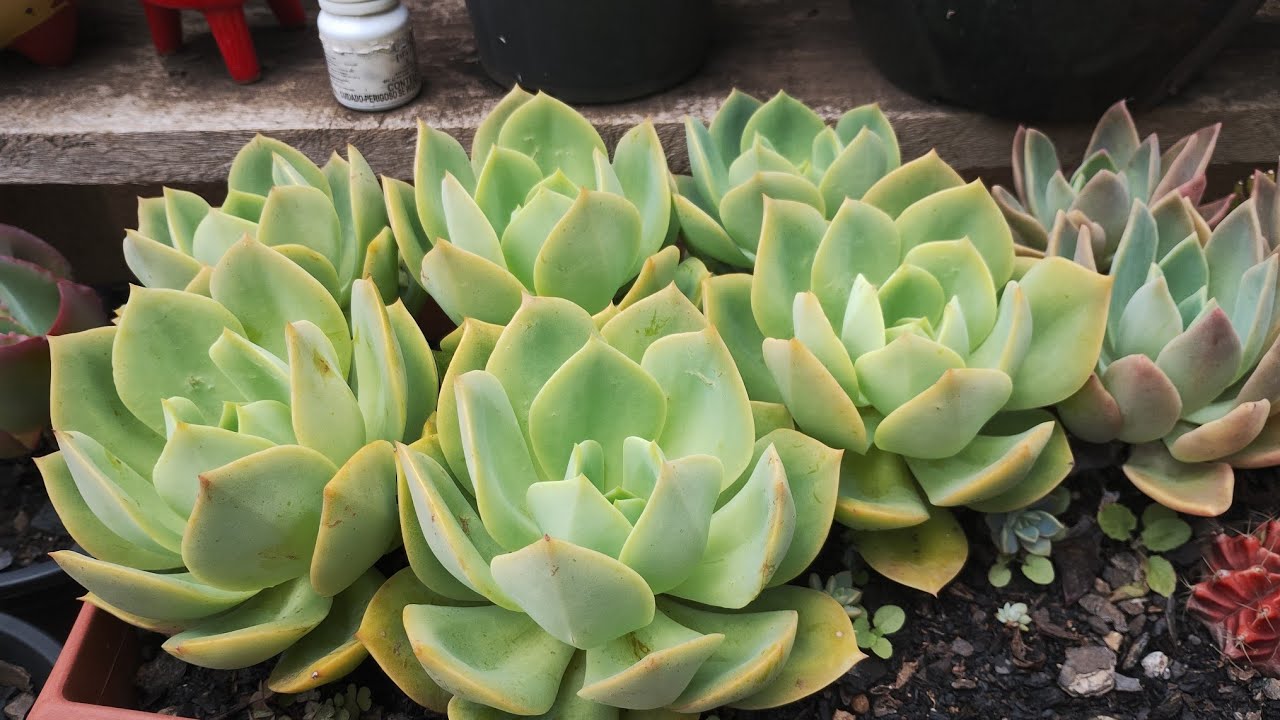 Férias de quase um mês, como ficaram as plantas?