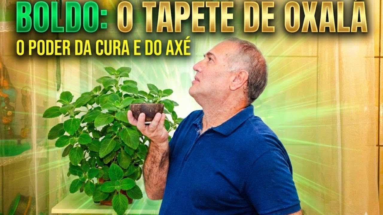 Boldo, o Tapete de Oxalá – O Poder da Cura e do Axé