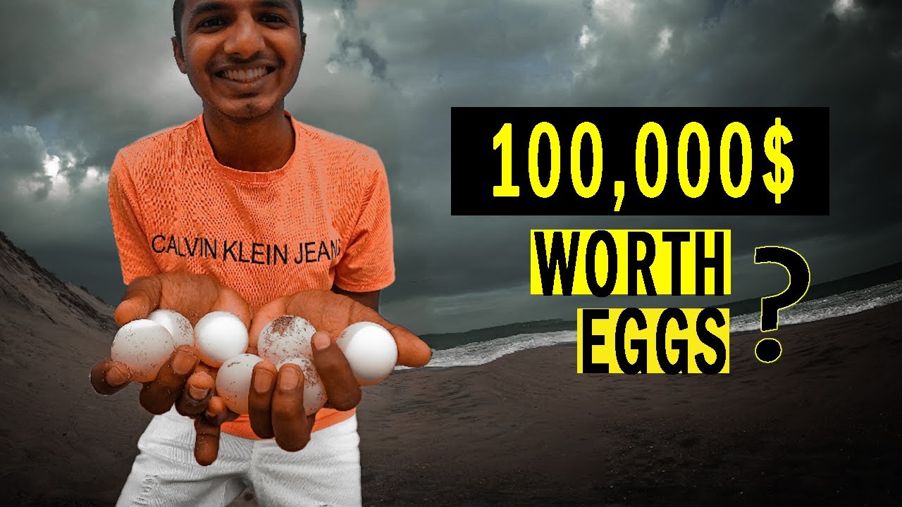 Nature's Precious Gems in Danger! | Saving Endangered Turtles