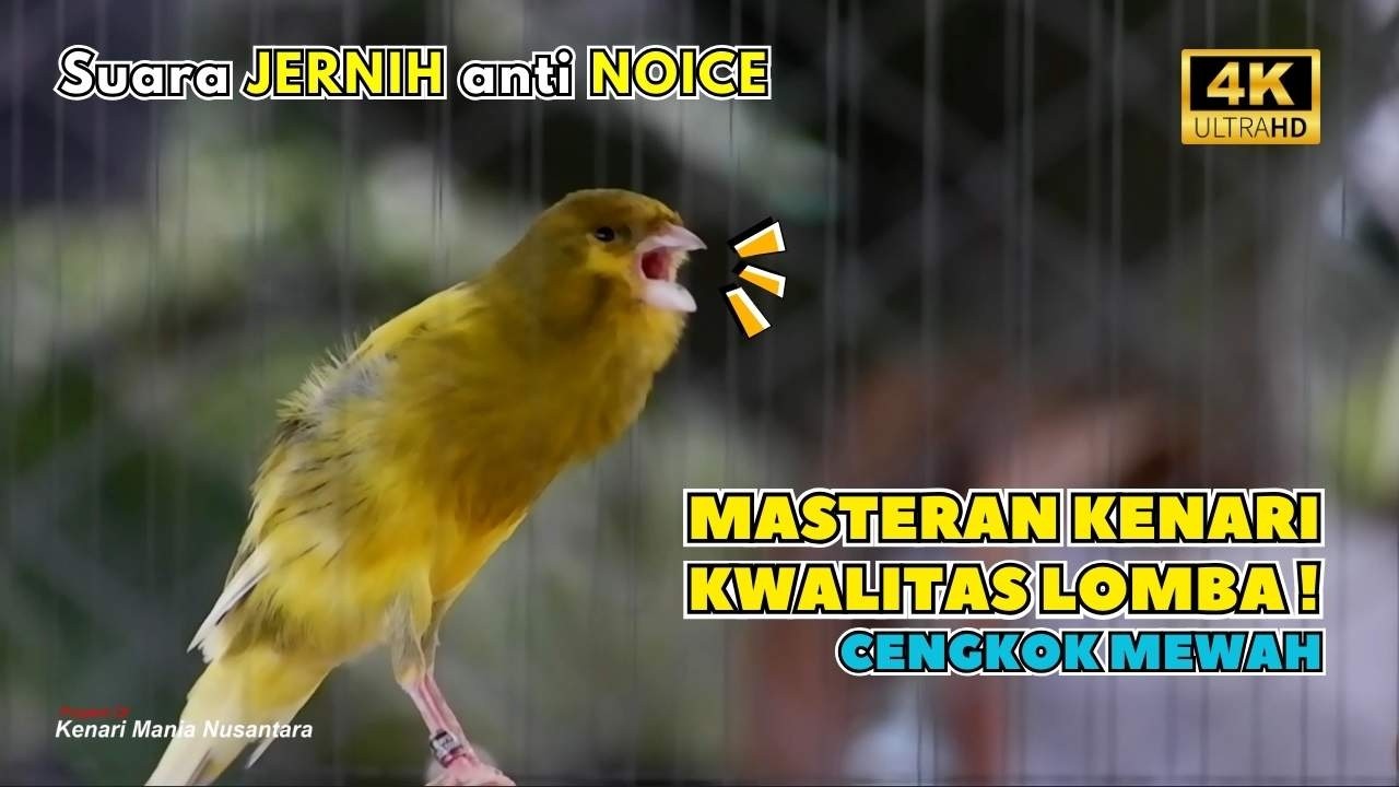 Kenari GACOR NGEREK‼️ Masteran Kenari PAUD dan Pancingan Kenari MACET BUNYI