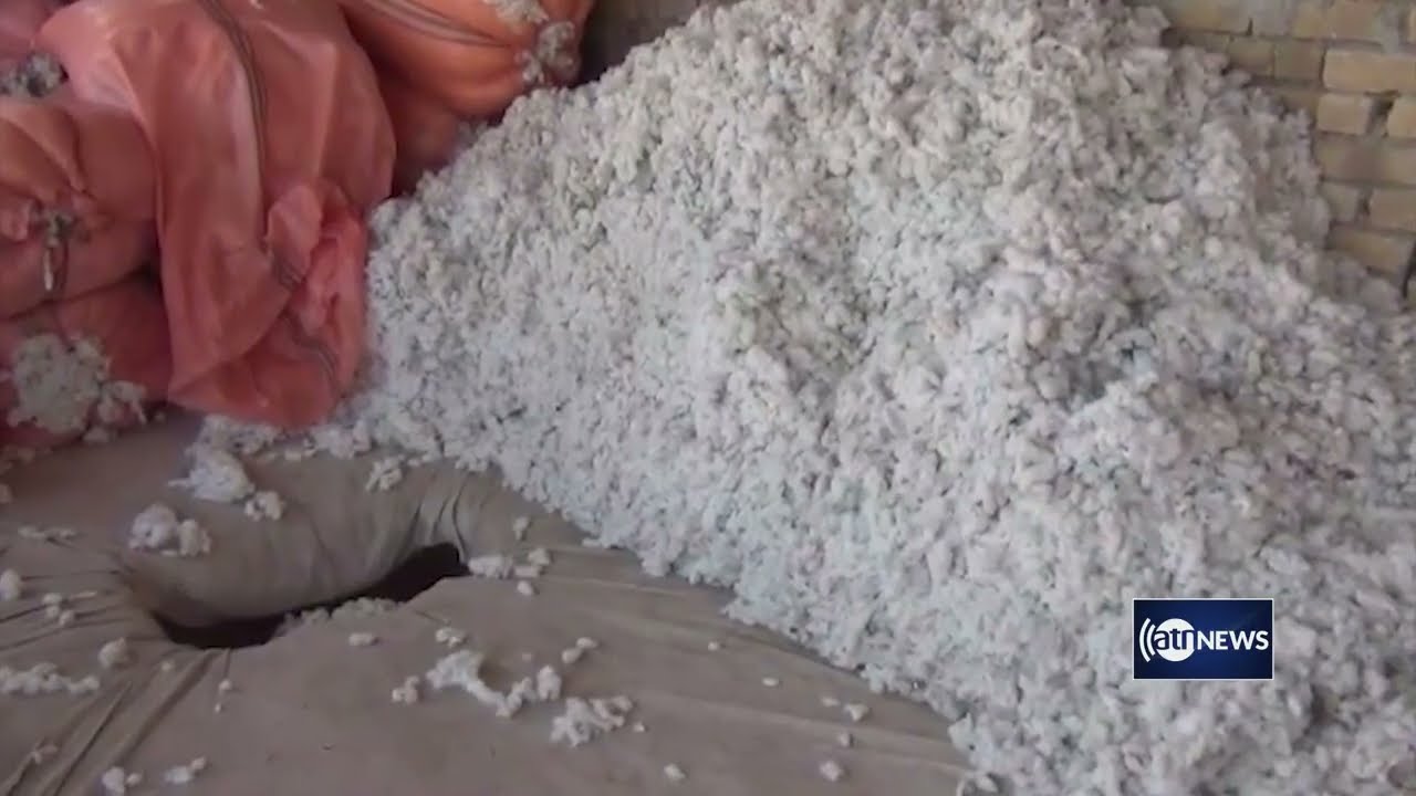 Cotton production increases in Kunduz | افزایش حاصلات پنبه در ولایت کندز