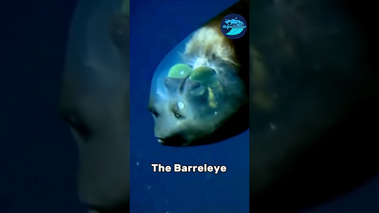 Deep sea Transparent-head fish : Barreleye fish |marine Paradise #deepsea #facts #shorts #fish