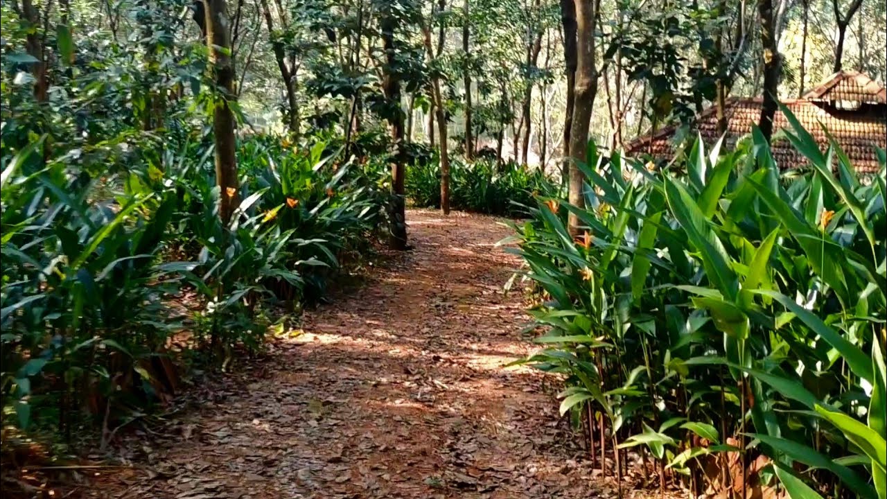 Walking along the RIVER bank.... |WALK WITH ME |
