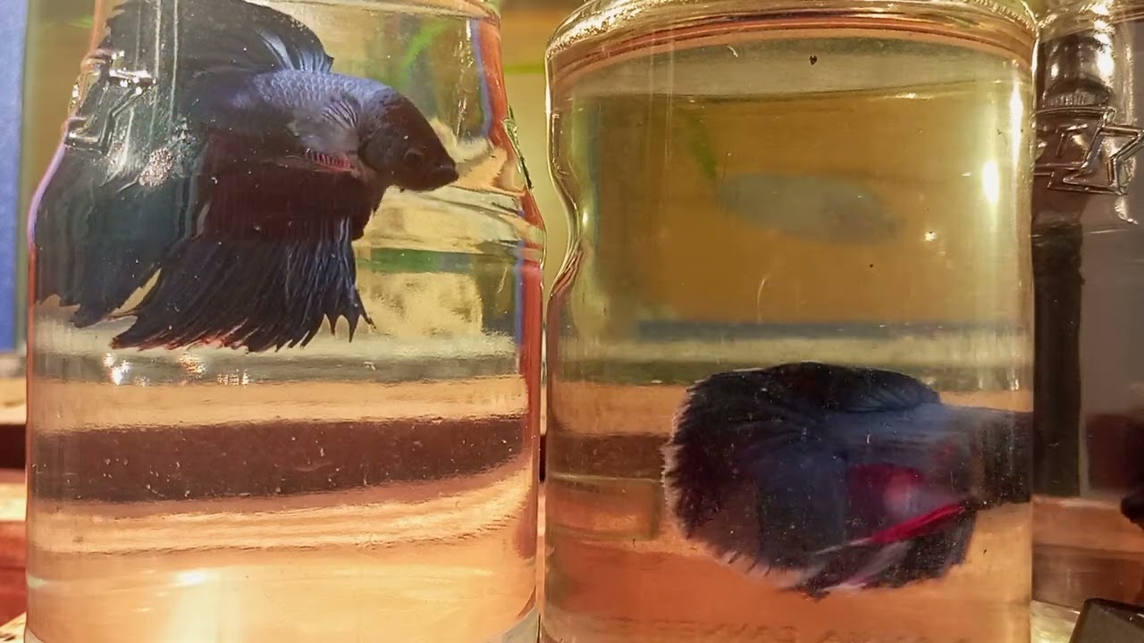 Two beautiful fighter fish swimming at night