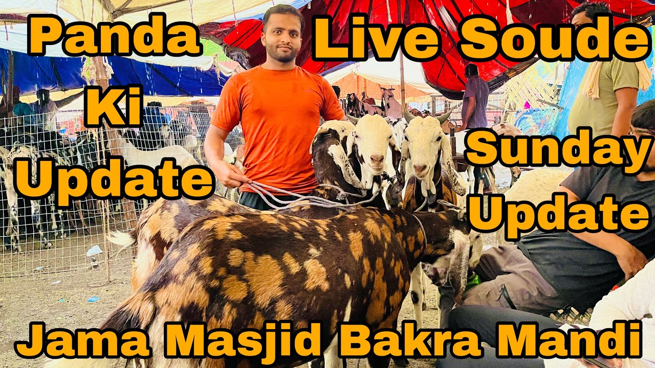 Jama masjid bakra mandi sunday update || Panda ki update || Live soude