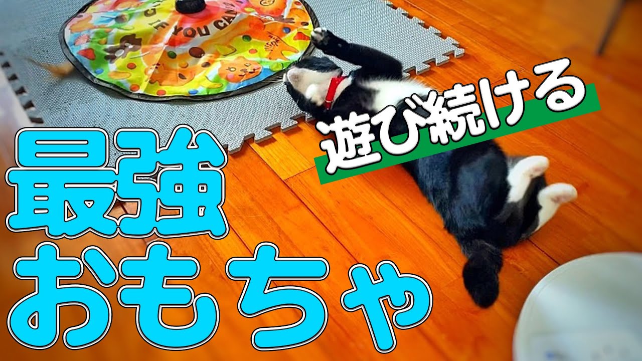 【迷ったらこれを買え！?】猫用おもちゃの決定版！遊び始めたら止まらない！【商品紹介】キャッチミーイフユーキャン2 -猫壱-